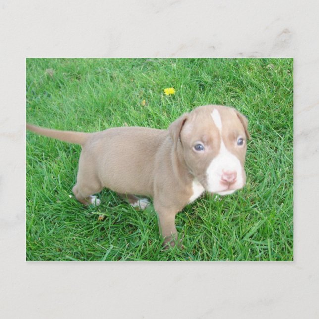 PITBULL PUPPY IN THE GRASS POSTCARD (Front)
