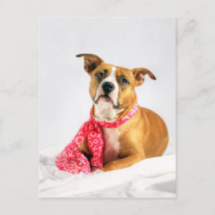 Pitbull Puppy Love in Pink Postcard