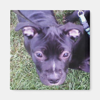 Pitbull Puppy Magnet