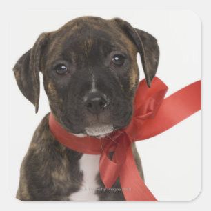 Pitbull puppy wearing red ribbon square sticker