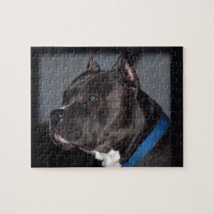 Pitbull Puzzle