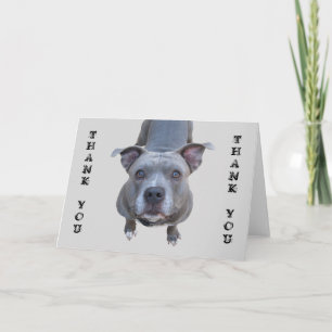 Pitbull Thank You Card