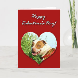 Pitbull Valentines Day Card