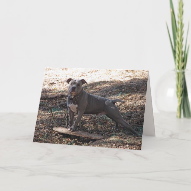 Pitbull with Skateboard Birthday Card (Front)