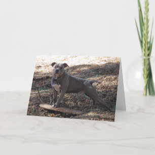 Pitbull with Skateboard Dare You Get Well Card