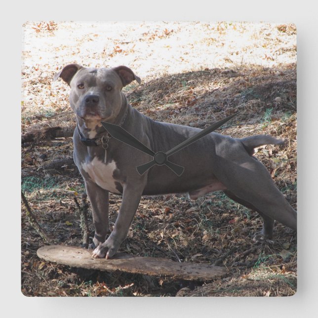 Pitbull with Skateboard Wall Clock (Front)