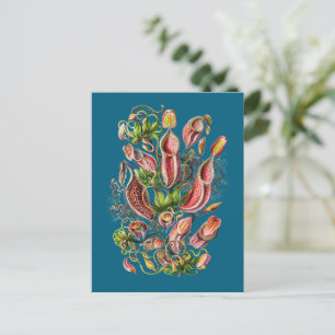 Pitcher Plant (Blue)   Vintage Ernst Haeckel Print Postcard