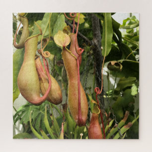 Pitcher Plant, Monkey Pots Jigsaw Puzzle