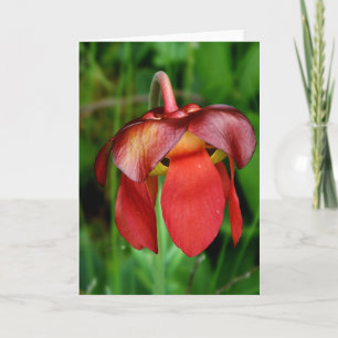 Pitcher Plant: Red Flower Against Green Background Card
