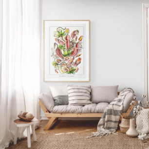 Pitcher Plant (White)   Vintage Ernst Haeckel Poster
