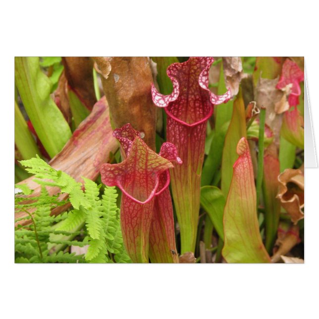 Pitcher Plants (Front Horizontal)