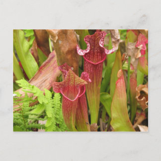 Pitcher Plants Postcard