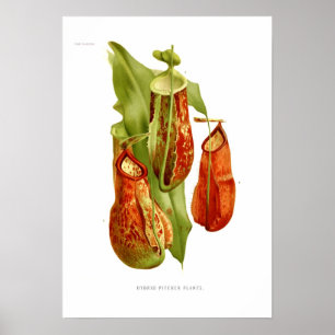 Pitcher plants poster
