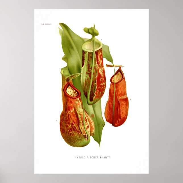 Pitcher plants poster (Front)