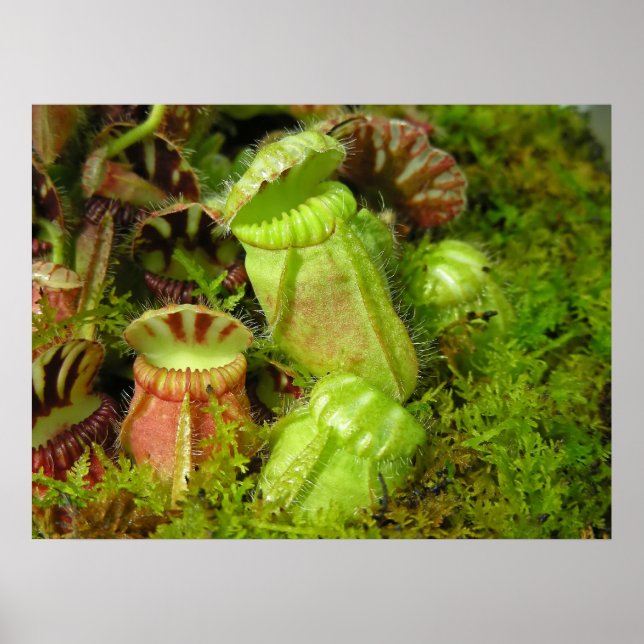 Pitcher Plants Poster (Front)