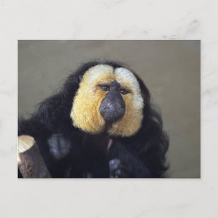 Pithecia pithecia postcard