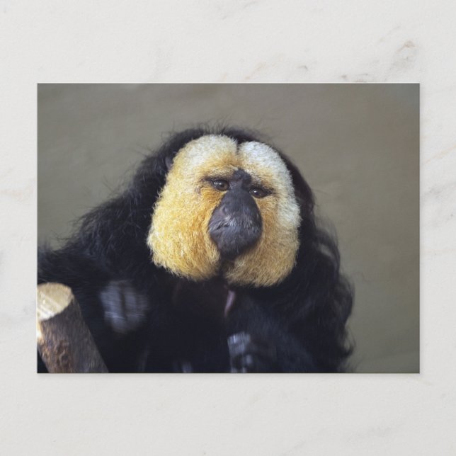 Pithecia pithecia postcard (Front)