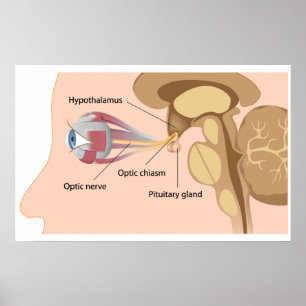 Pituitary gland and optic chiasm Poster
