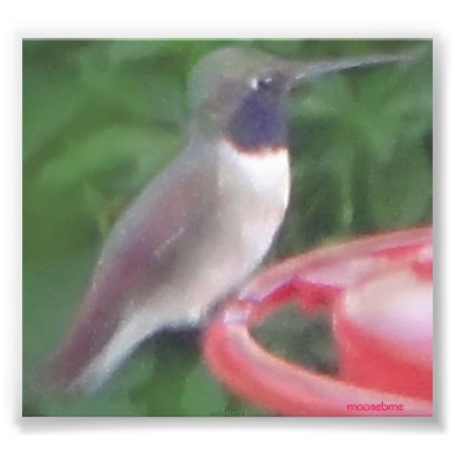 Pix-elated Humming Bird Pic Photo Print (Front)