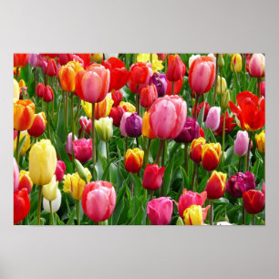 pixabay.comentulips-tulip-bed-colourful-colour-521 poster