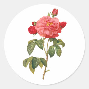 PixDezine vintage victorian roses/redoute Classic Round Sticker