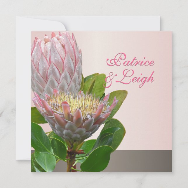 PixDezines fresh maui protea pale pink/diy Invitation (Front)