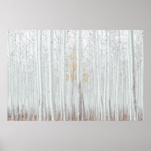 PixDezines Silver Birch Forest Poster