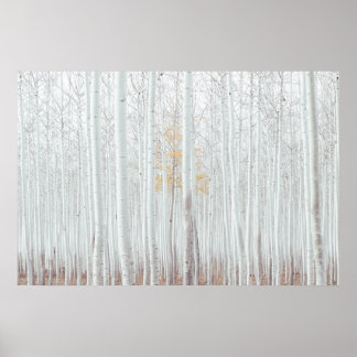 PixDezines Silver Birch Forest Poster