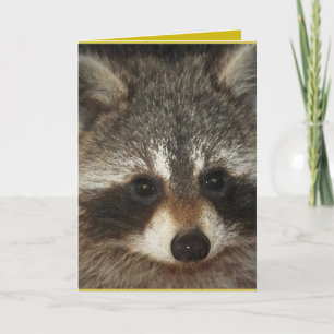 Pixie; one remarkable racoon full of kindness. card