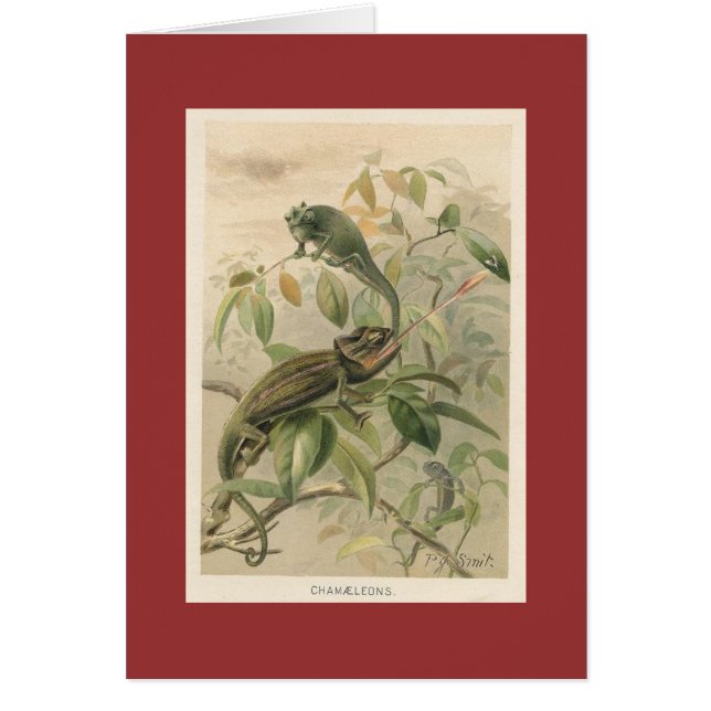 PJ Smith - Chameleons (Front)