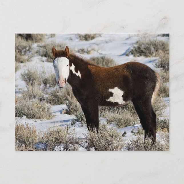 PJ The Paint Postcard (Front)