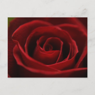 Placidly Red Postcard