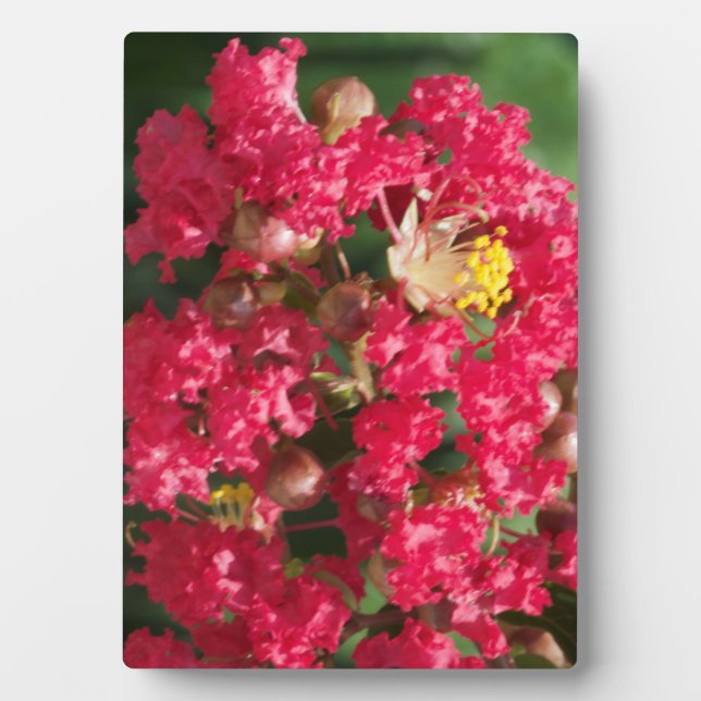 Plack w/Easel The Red Crepe Myrtle Bloom Plaque (Front)