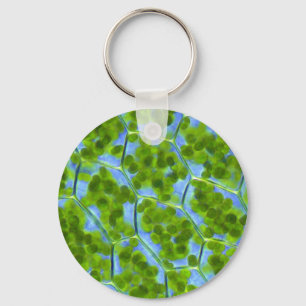 Plagiomnium Affine Plant Cells with Chloroplasts Key Ring
