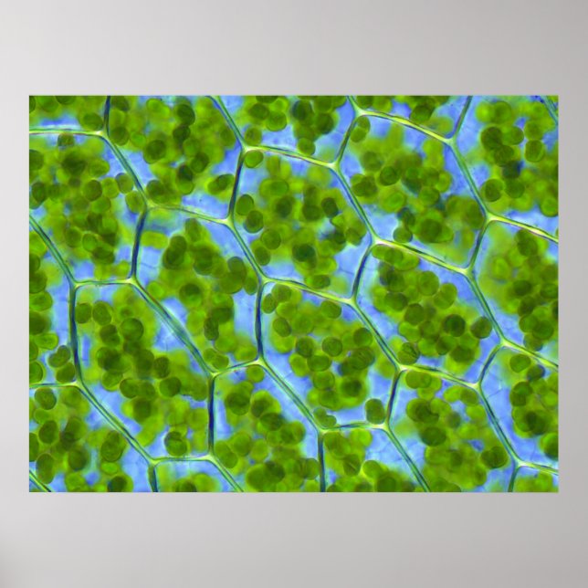 Plagiomnium Affine Plant Cells with Chloroplasts Poster (Front)
