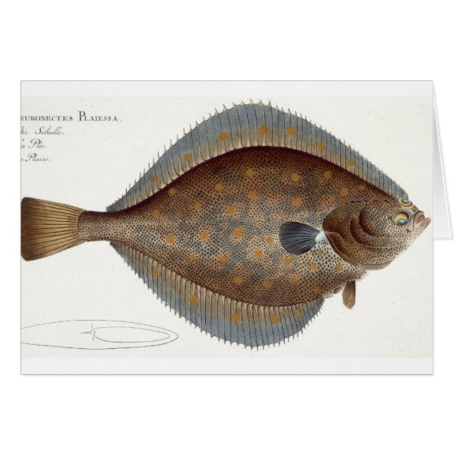 Plaice (Pleuronectes Platessa) plate XLII from 'Ic (Front Horizontal)