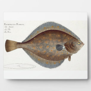 Plaice (Pleuronectes Platessa) plate XLII from 'Ic Plaque