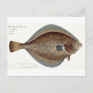 Plaice (Pleuronectes Platessa) plate XLII from 'Ic Postcard