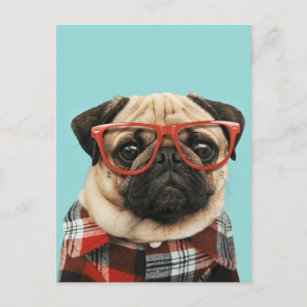 Plaid Shirt Pug Postcard