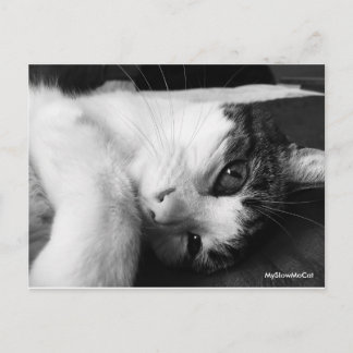 Plain Black and White Postcard