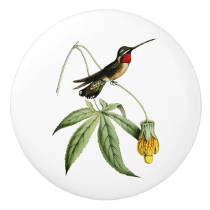 Plain Capped Star Throat Hummingbird Ceramic Knob