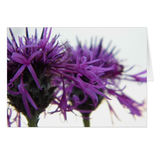 Plain Card - Thistle (Front Horizontal)