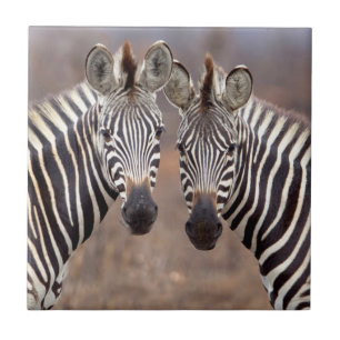 Plain Zebras, Kruger National Park Ceramic Tile