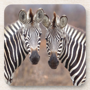 Plain Zebras, Kruger National Park Coaster
