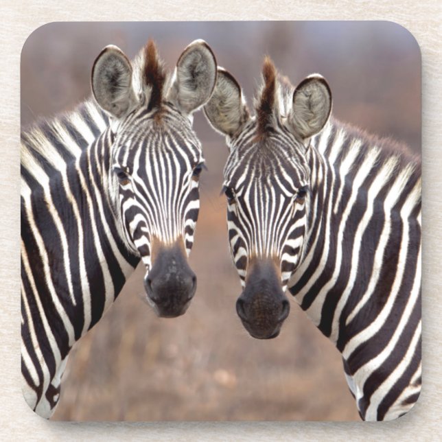 Plain Zebras, Kruger National Park Coaster (Front)
