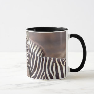 Plain Zebras, Kruger National Park Mug