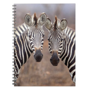 Plain Zebras, Kruger National Park Notebook