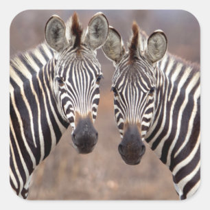 Plain Zebras, Kruger National Park Square Sticker