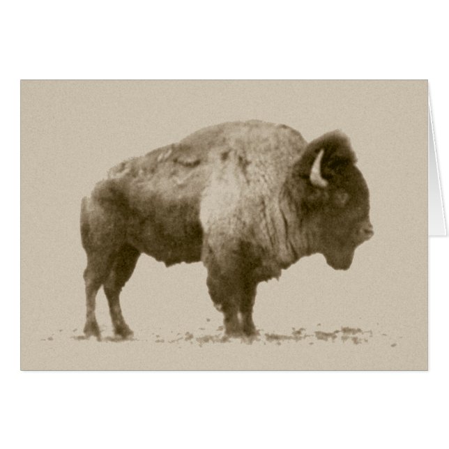 Plains Bison (Front Horizontal)