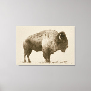 Plains Bison Canvas Print